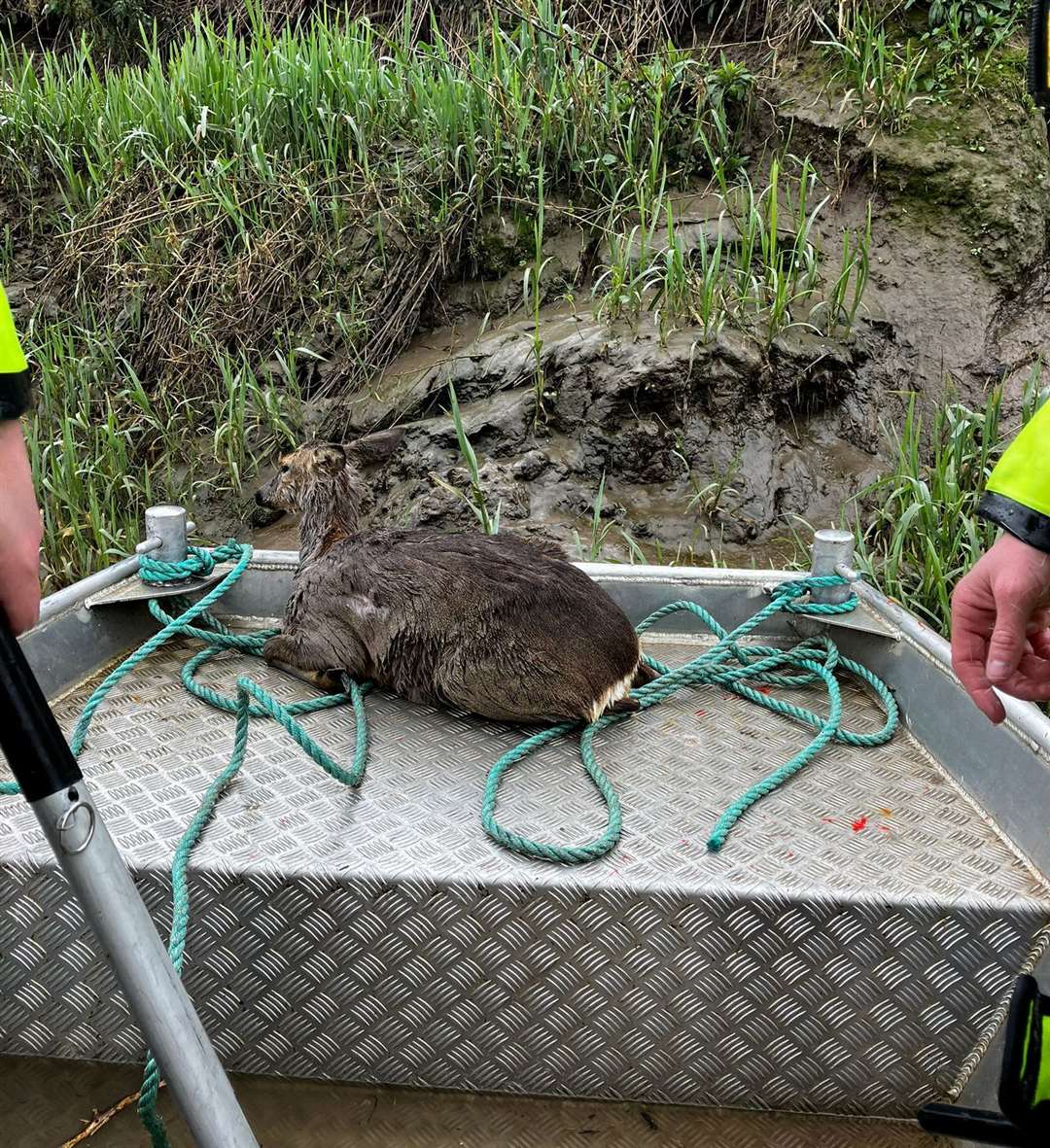The deer that was rescued. Picture: Fenland District Council