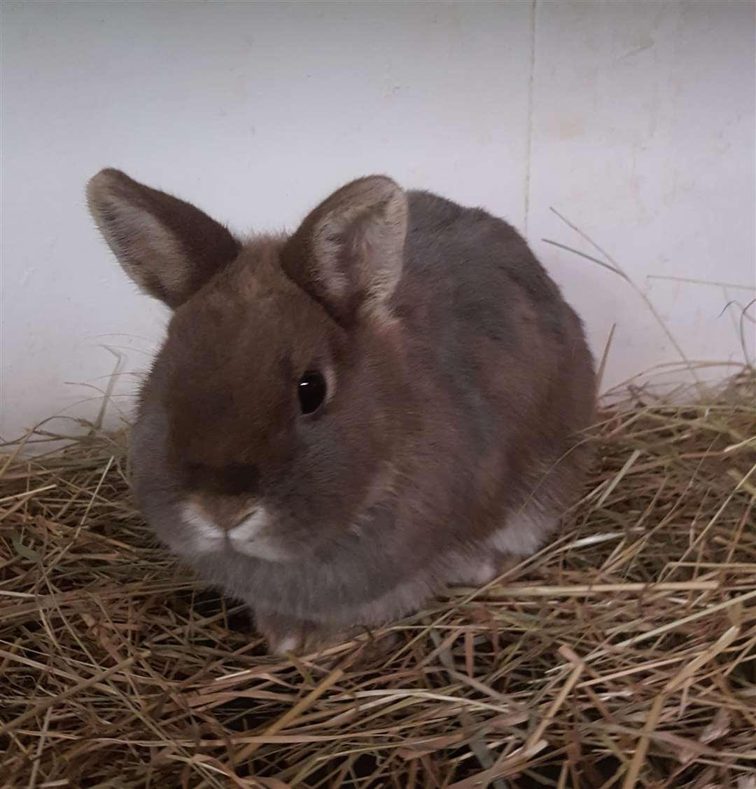 Three rabbits were found dumped outside a flat in Wisbech. (31630289)