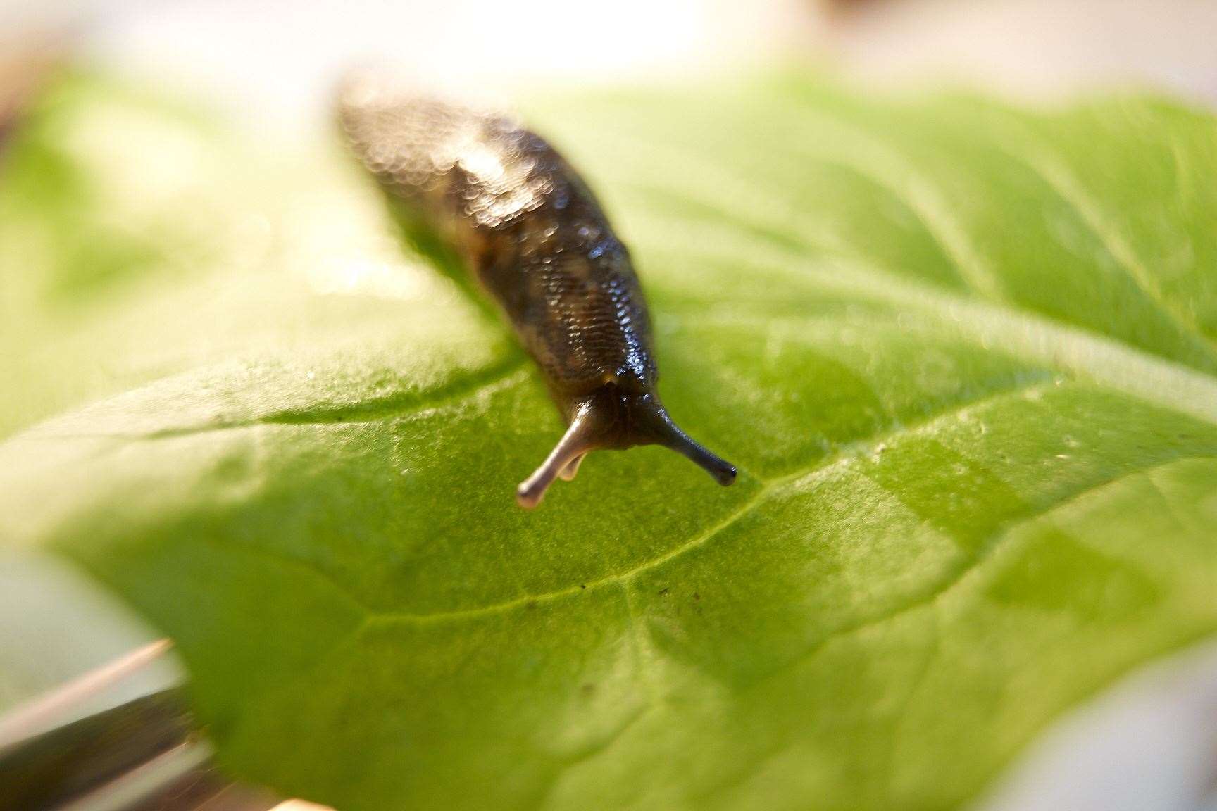 Slugs can quickly eat their way through crops and plants. Photo: Stock photo.