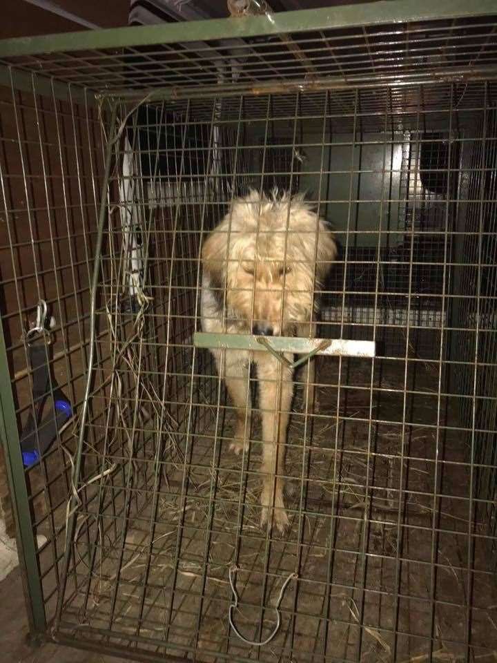 Wiz was finally captured on January 7 and is now being looked after. (26319920)
