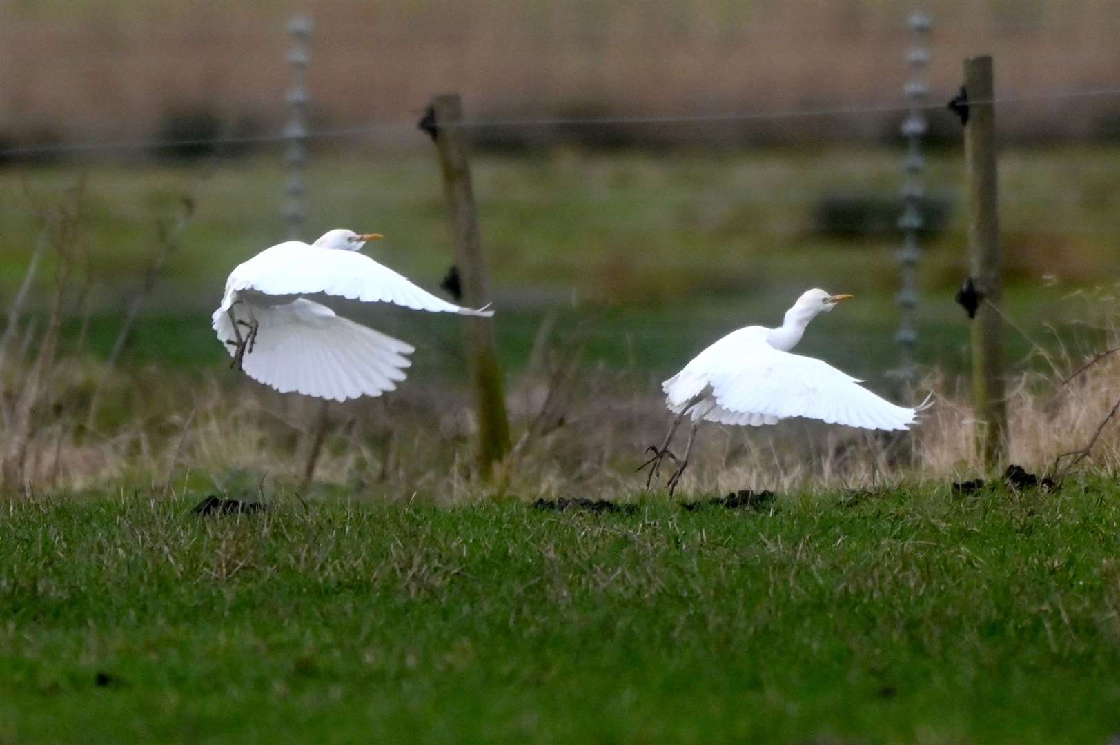 Cattle Egret at Welney Wetland Centre