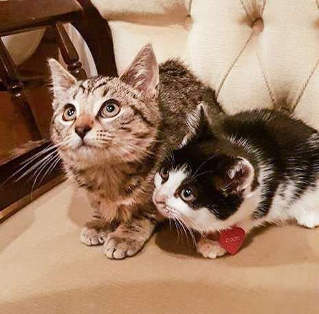 These kittens have just bee re-homed by Wisbech Cat Welfare but there are lots of cats currently looking for homes and there's a chance to meet some of them this Saturday (18) at Cherries Cattery, Fridaybridge.