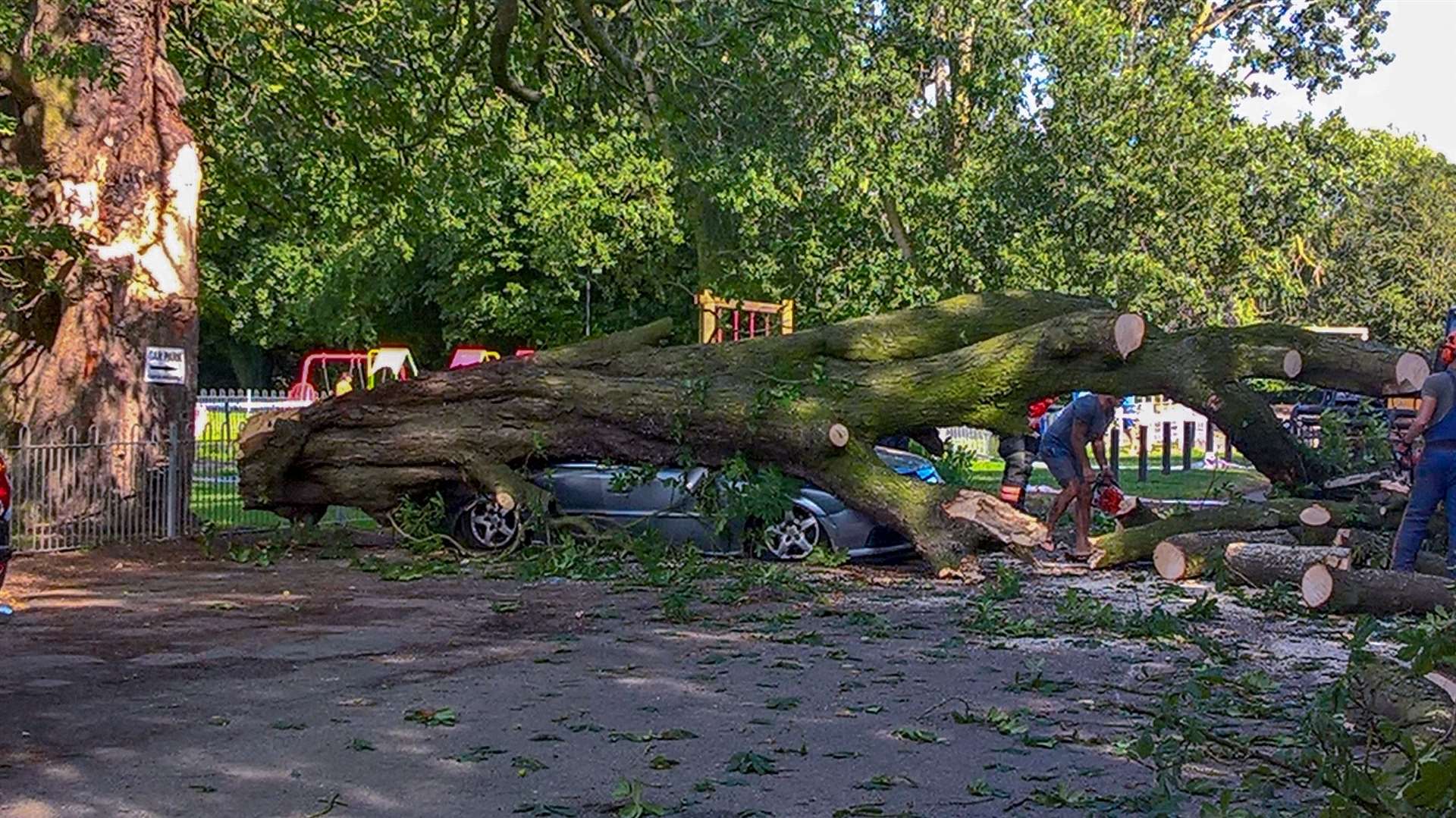 The massive branch crushed the parked car but the driver escaped with only minor injuries. (13825996)