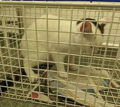 This is one of the many animals abandoned in Cambridgeshire this year