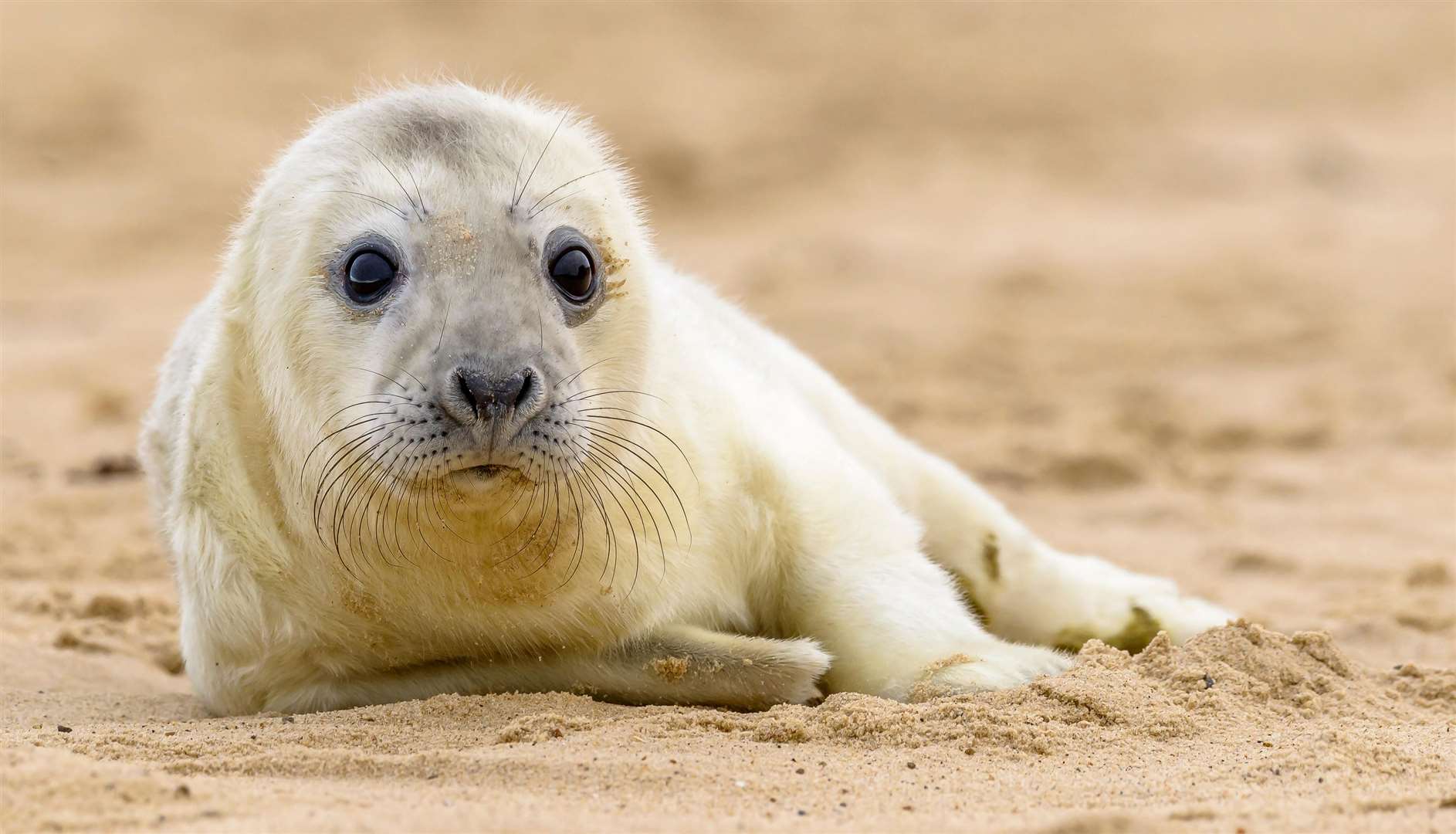 Horsey Gap is home to one of the largest colonies of grey seals in the UK