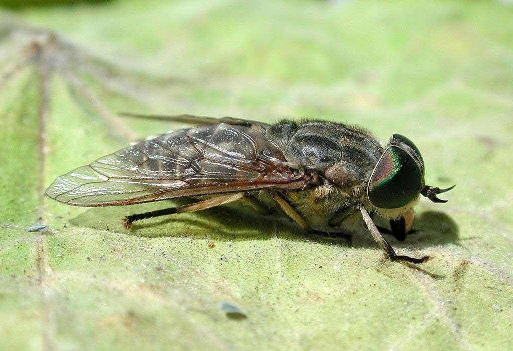 An image of a large horsefly. Image: Dungeness RSPB Observatory.