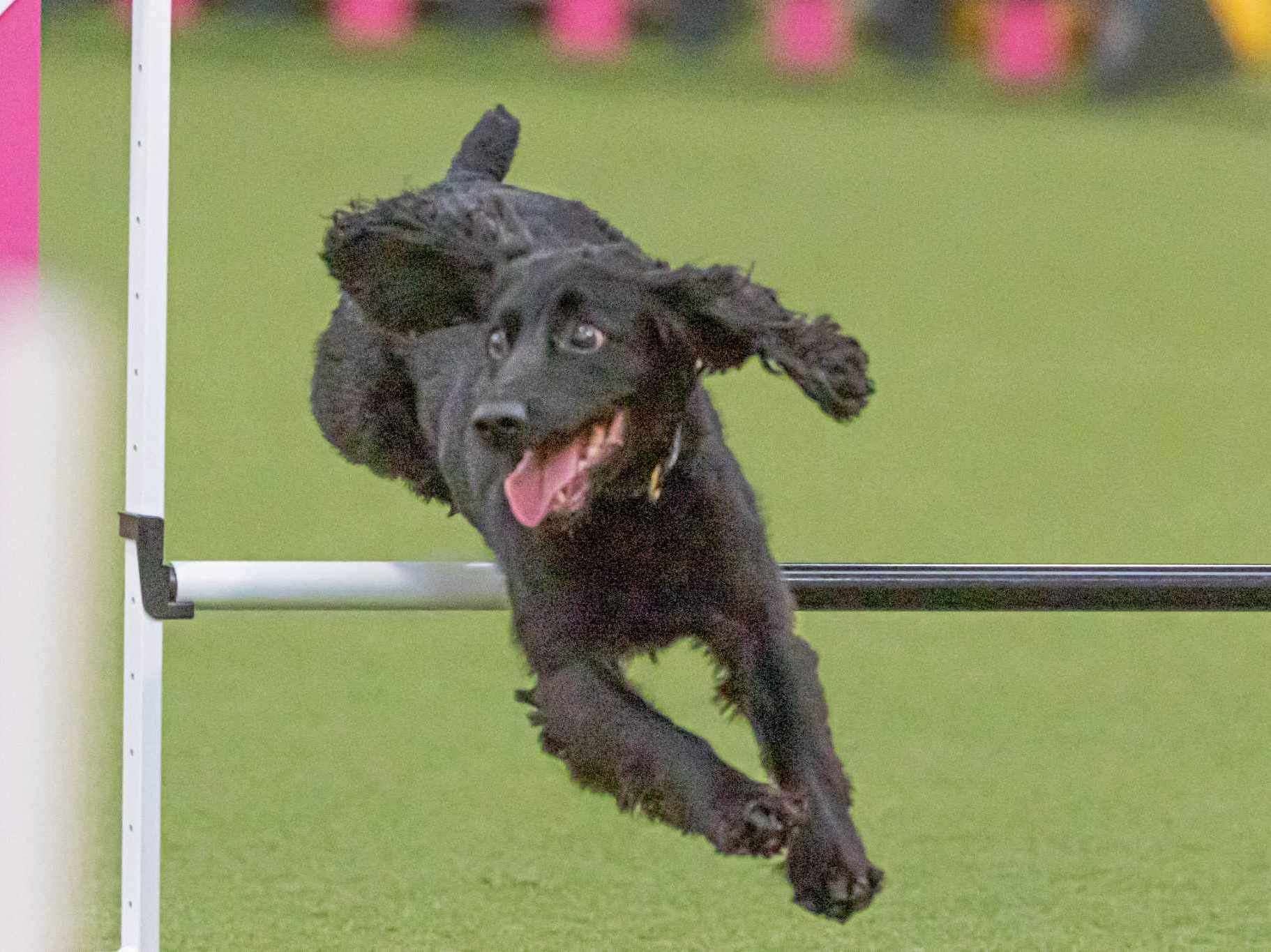 Ninja is an active and well-trained dog who loves taking part in flyball and agility