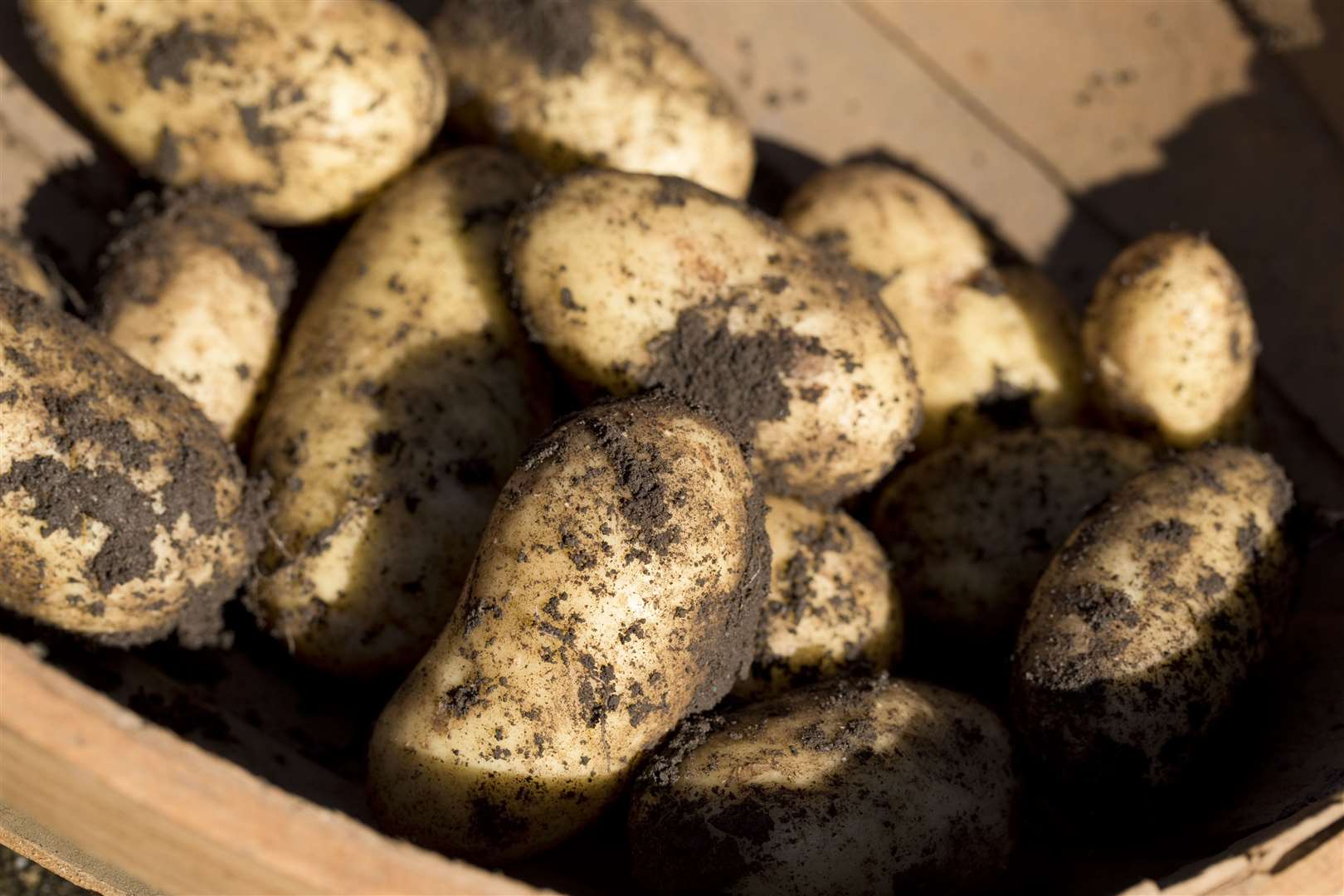 Keep potatoes in a cool dry place to encourage them to last longer. Image: Stock photo.