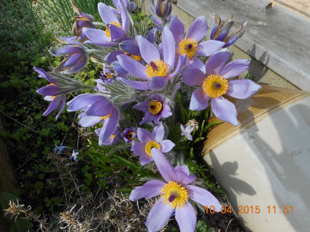 The pulsatilla, also known as Wind flower, Easter flower, prairie crocus and meadow anemones