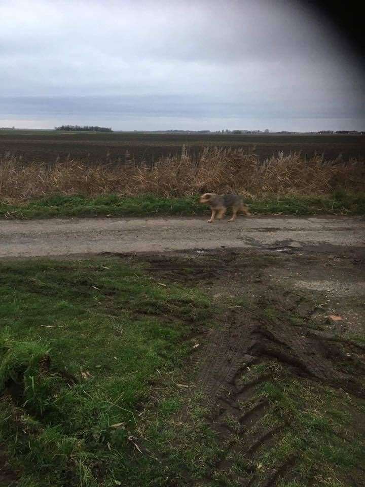 One of the many sightings of Wiz on the run. (26319918)