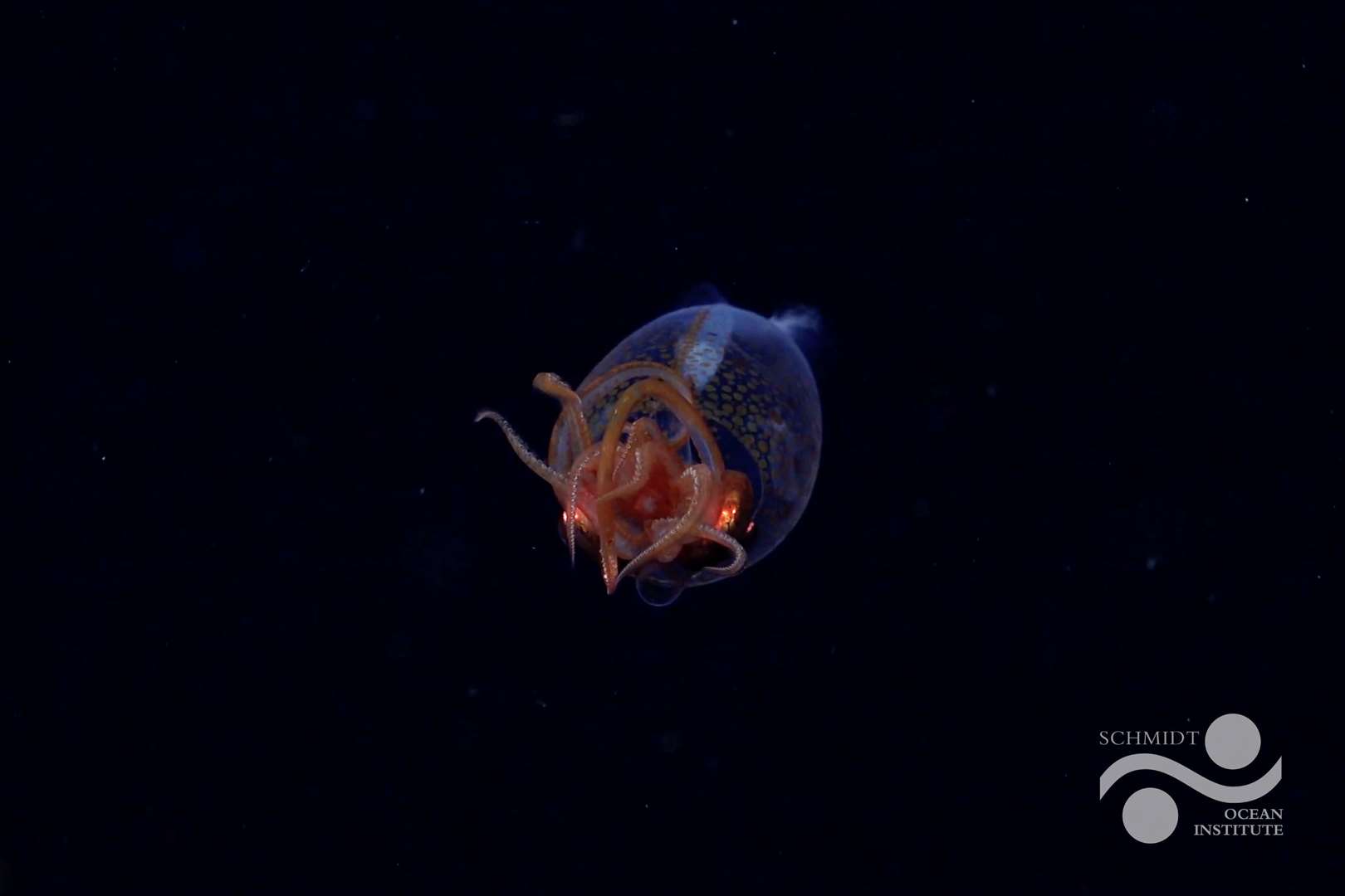 The juvenile squid. Fully grown they are thought to grow up to seven metres (Schmidt Ocean Institute/PA)