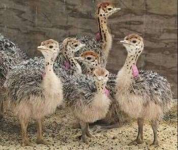 Ostrich chicks are the size of a chicken when they hatch. (43629408)