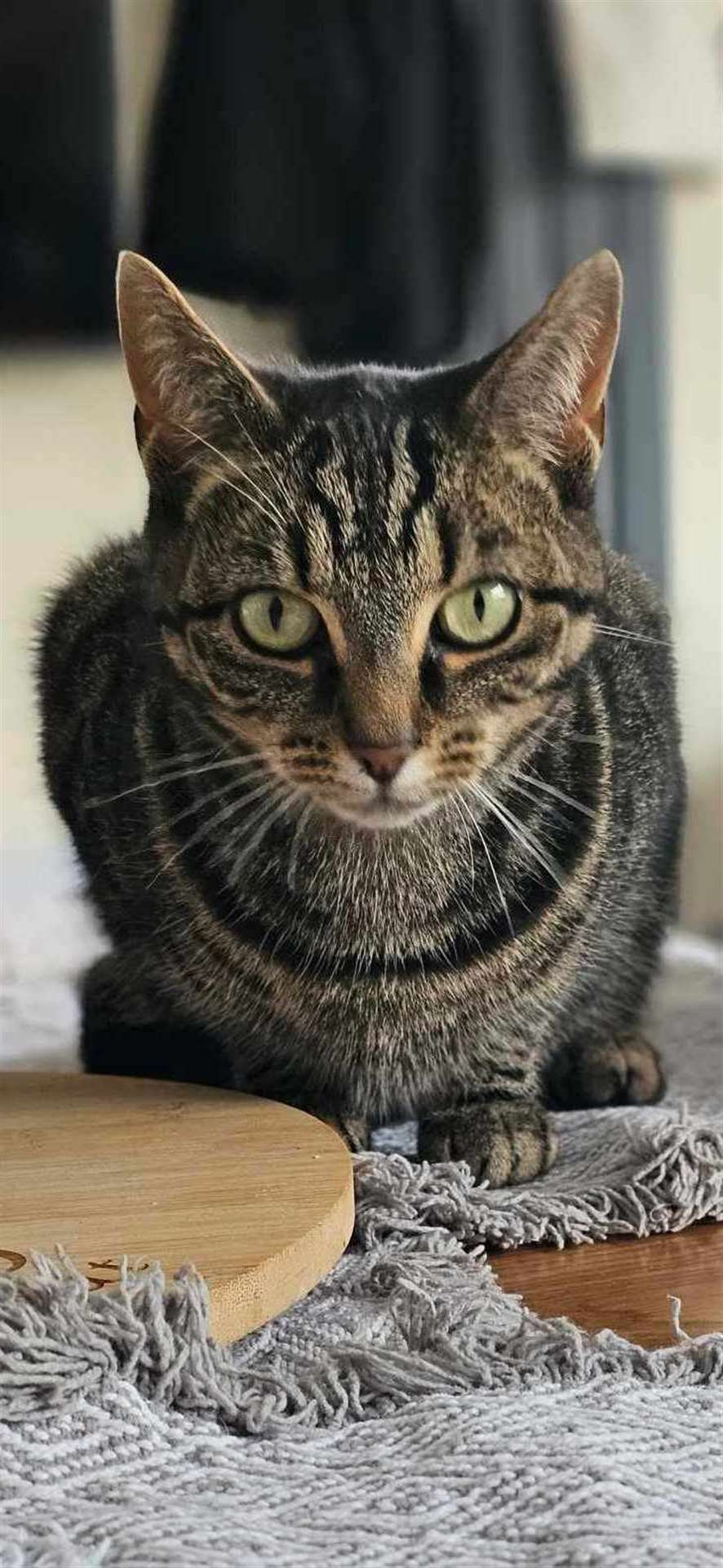 Nala is a friendly tabby who loves hanging out with her family