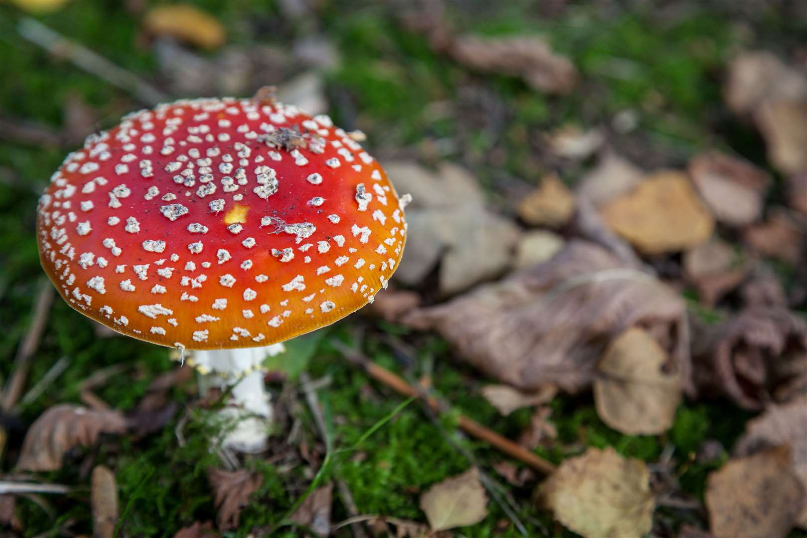 Some mushrooms can be toxic to dogs. Picture: Brian Duffy