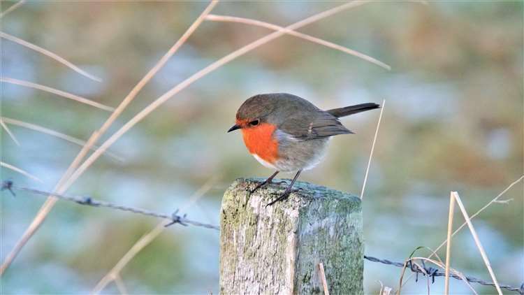 Robins could struggle with cold weather. Picture: DGS