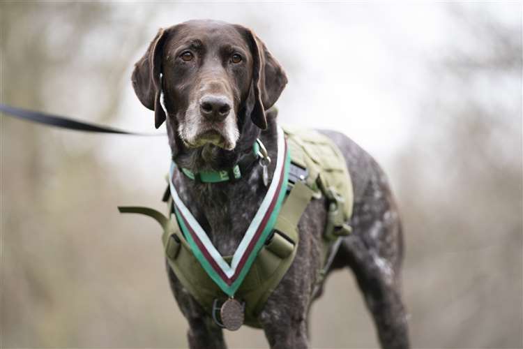 Retired RAF Police sniffer dog Hertz was awarded the People’s Dispensary for Sick Animals’ Dickin Medal for finding more than 100 items which posed a threat to the lives of service personnel and civilians in Afghanistan (Kirsty O’Connor/PA) (61607599)