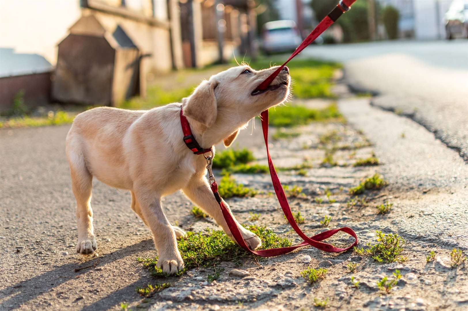 Ideally, you have 16 weeks to socialise a puppy.