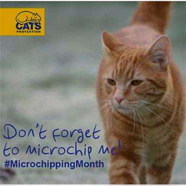 Cats Protection is offering pet owners a deal on neutering and microchipping for their cats. (7245307)