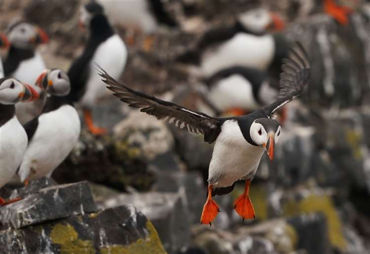 National Trust staff undertook the annual puffin census on the Farne Islands in Northumberland (Owen Humphreys/PA) (61607486)