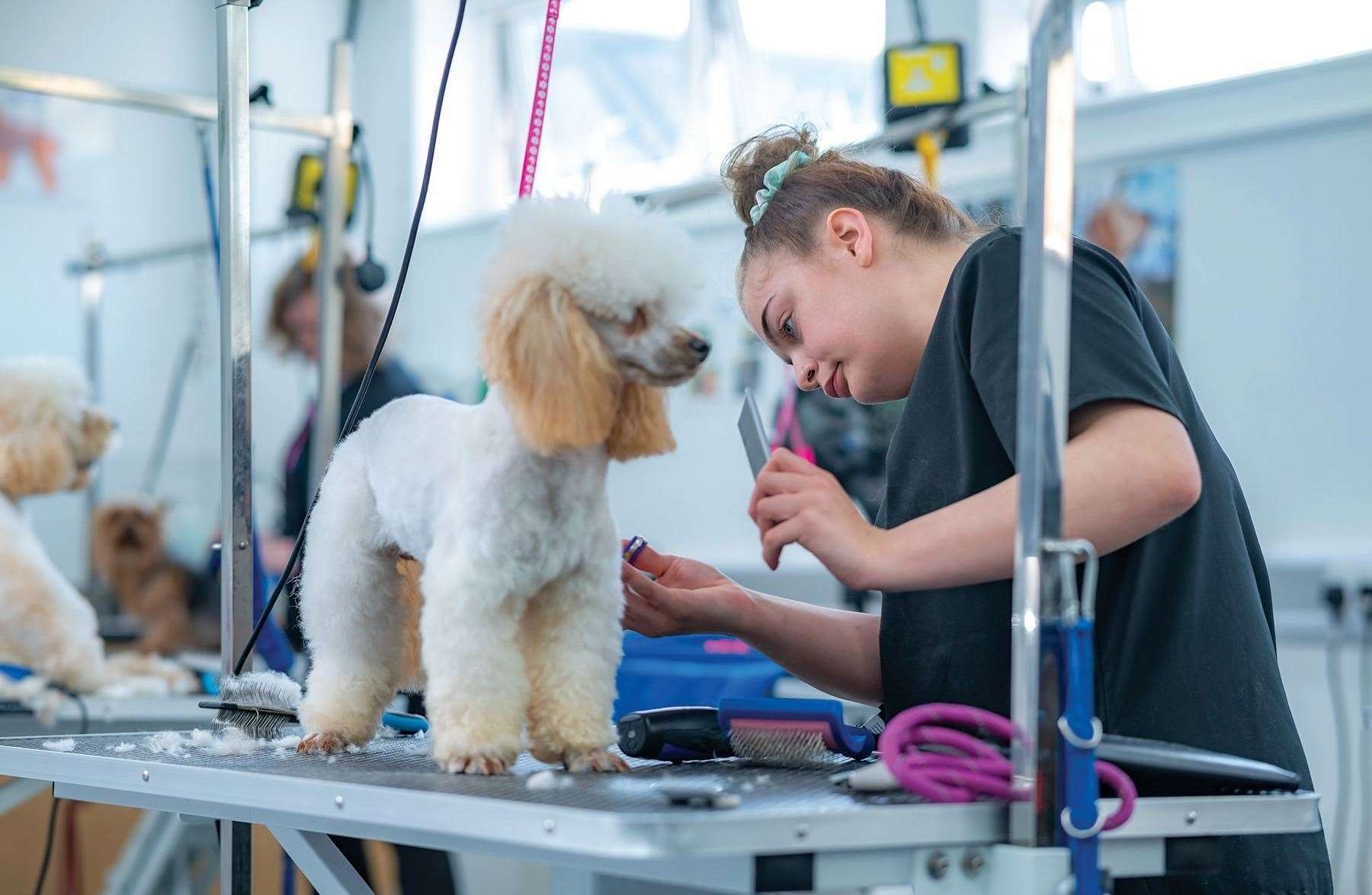 CWA Wisbech dog grooming student