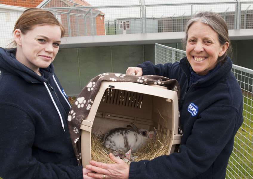 West Norfolk RSPCA Rehoming Centre with Fliss the stray rabbit found saturday along with some other rabbits. FltoR Emily Toms. Penny Skate. RSPCA ( Manager ) ANL-160323-163924009