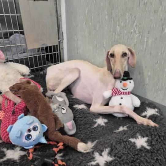 Peanut is now ready to find her forever home after being nursed back to health. Picture: RSPCA