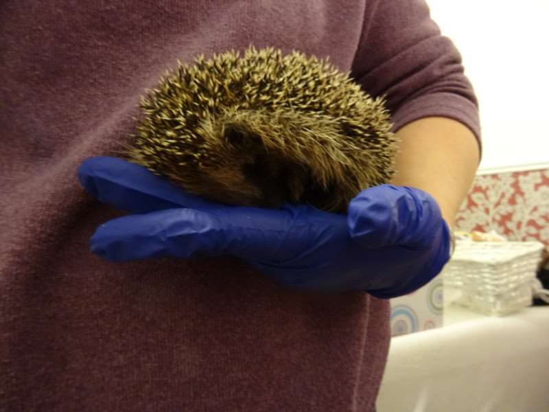 Spooky had been used as a football, covered in a tar like substance and had beer poured over him before he was rescued by a homeless woman who took to the vets. He is now at Suzanne's Hedgehog Rescue.