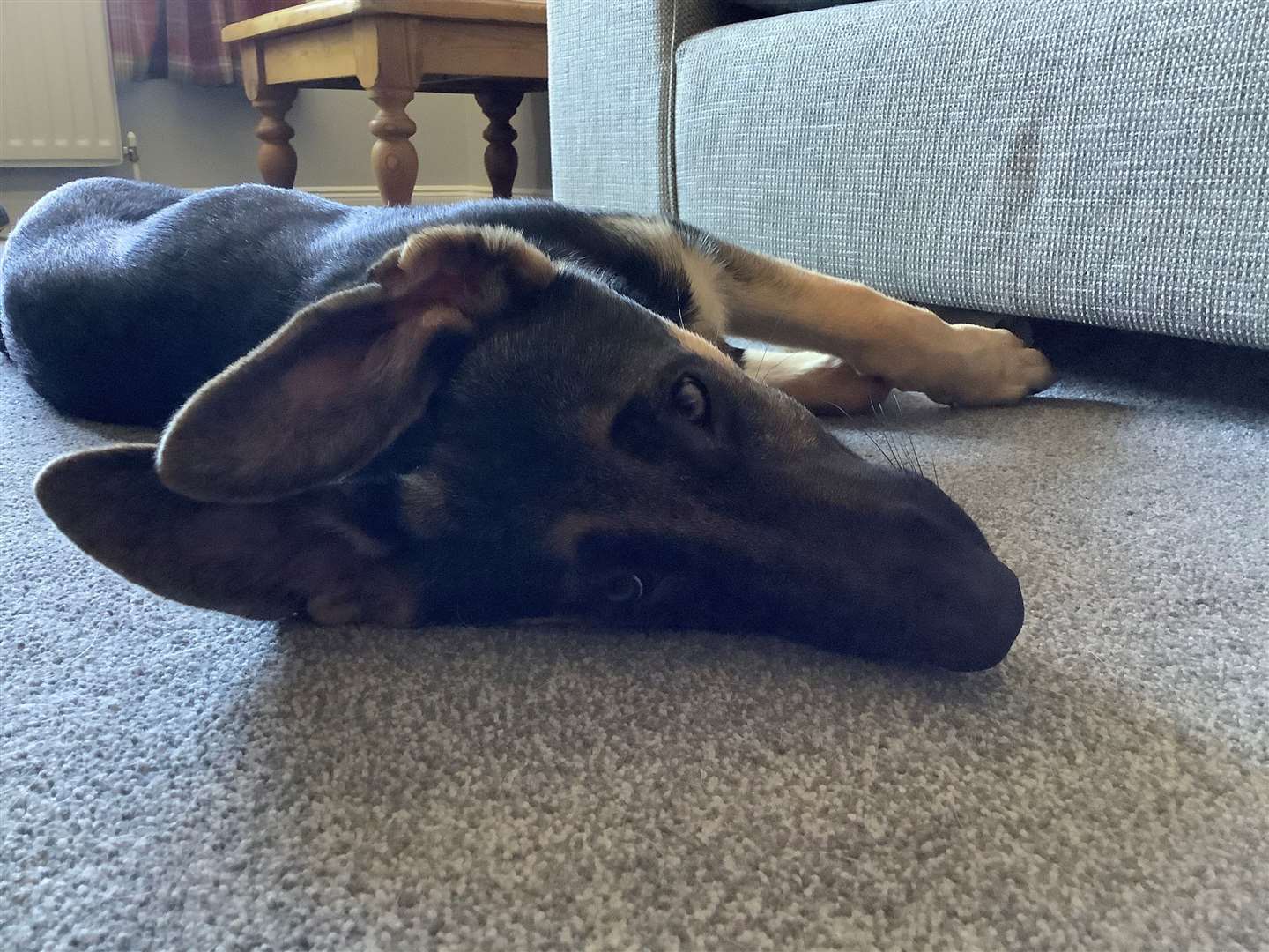 Canine influenza is highly contagious.