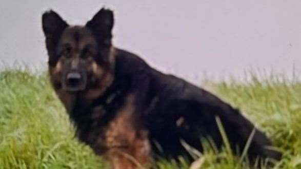 The German Shepherd had been on the loose and evading capture for nearly a week