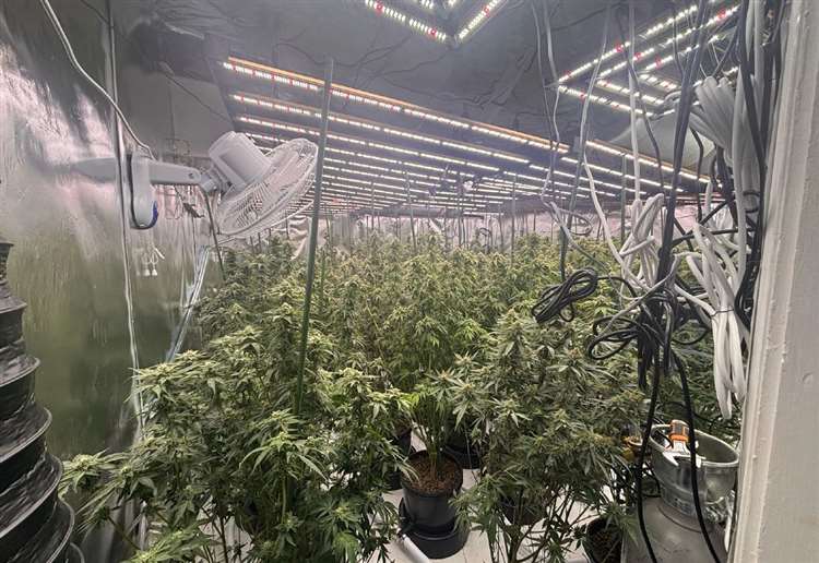 Seven jailed after £1.7m cannabis growing network discovered