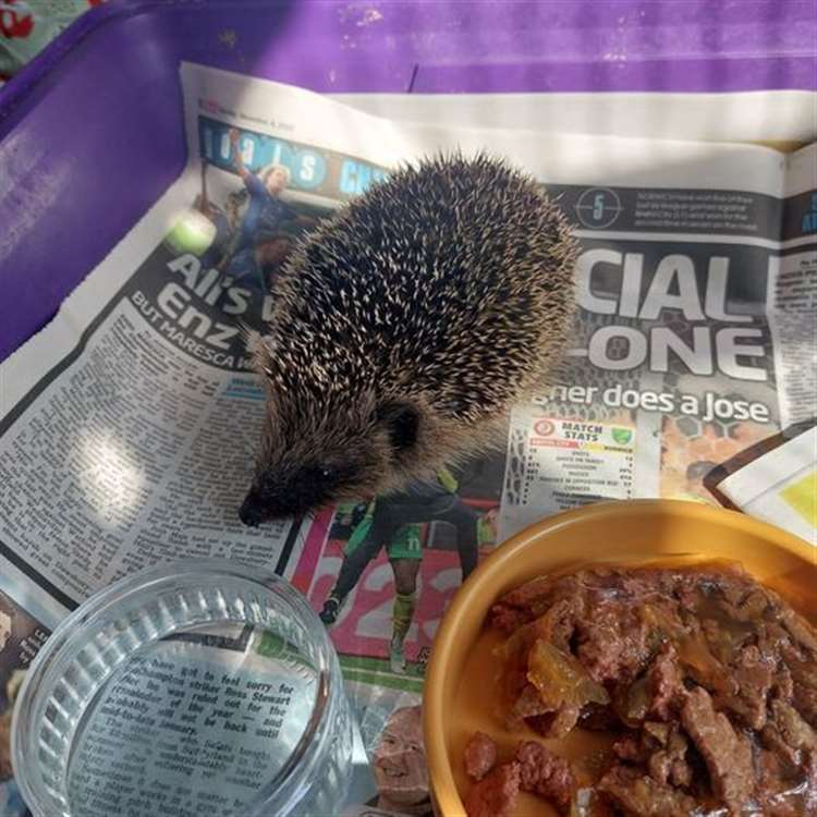 Chatteris-based hedgehog charity is looking for helping hands