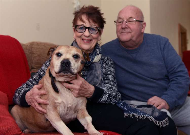 Oldest staffy deals