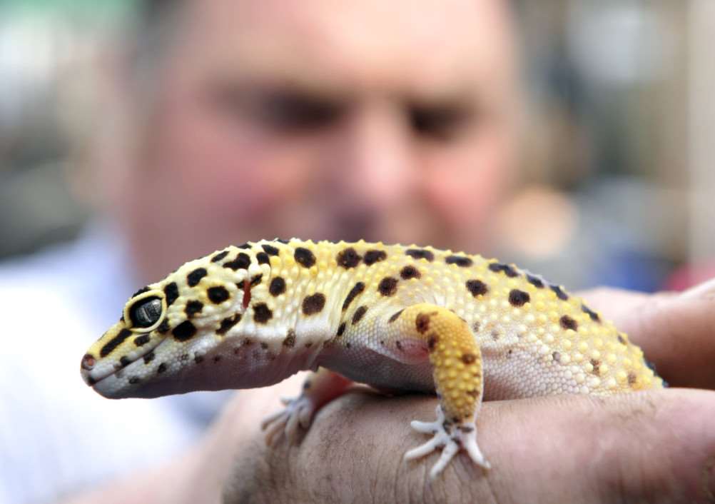 Fossils Galore Kevin Dennis with a leopard gecko ANL-151204-175252009
