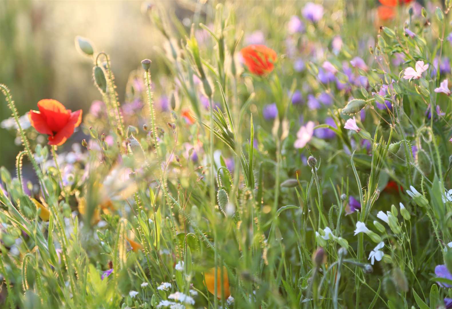 Minute flower bugs live among wildflowers and in parks and gardens. Image: iStock.