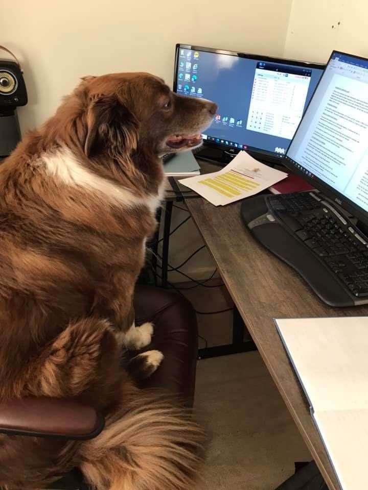Mark Cross' dog Rolo helping him work at home.