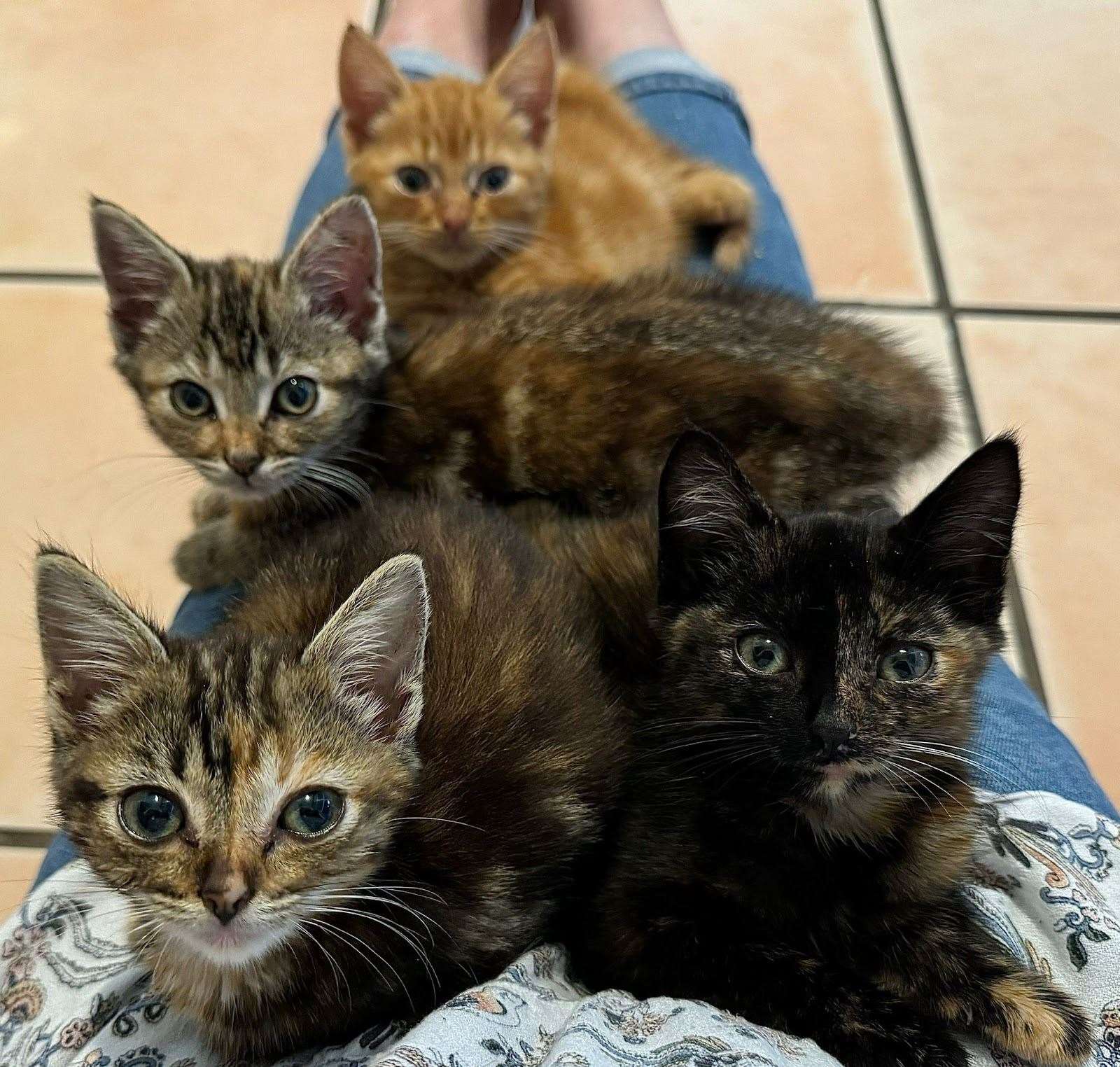 These kittens were found dumped in Terrington St Clement