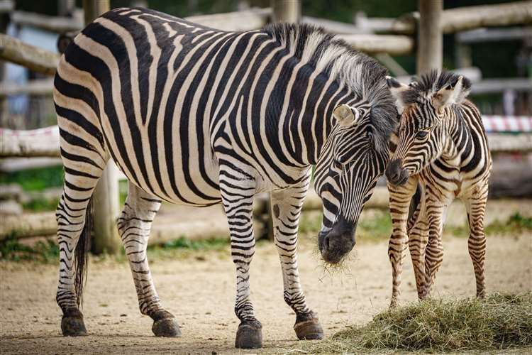 A zebra foal was born at the Wild Place Project in Bristol to 12-year-old mother Florence (Ben Birchall/PA) (61607551)