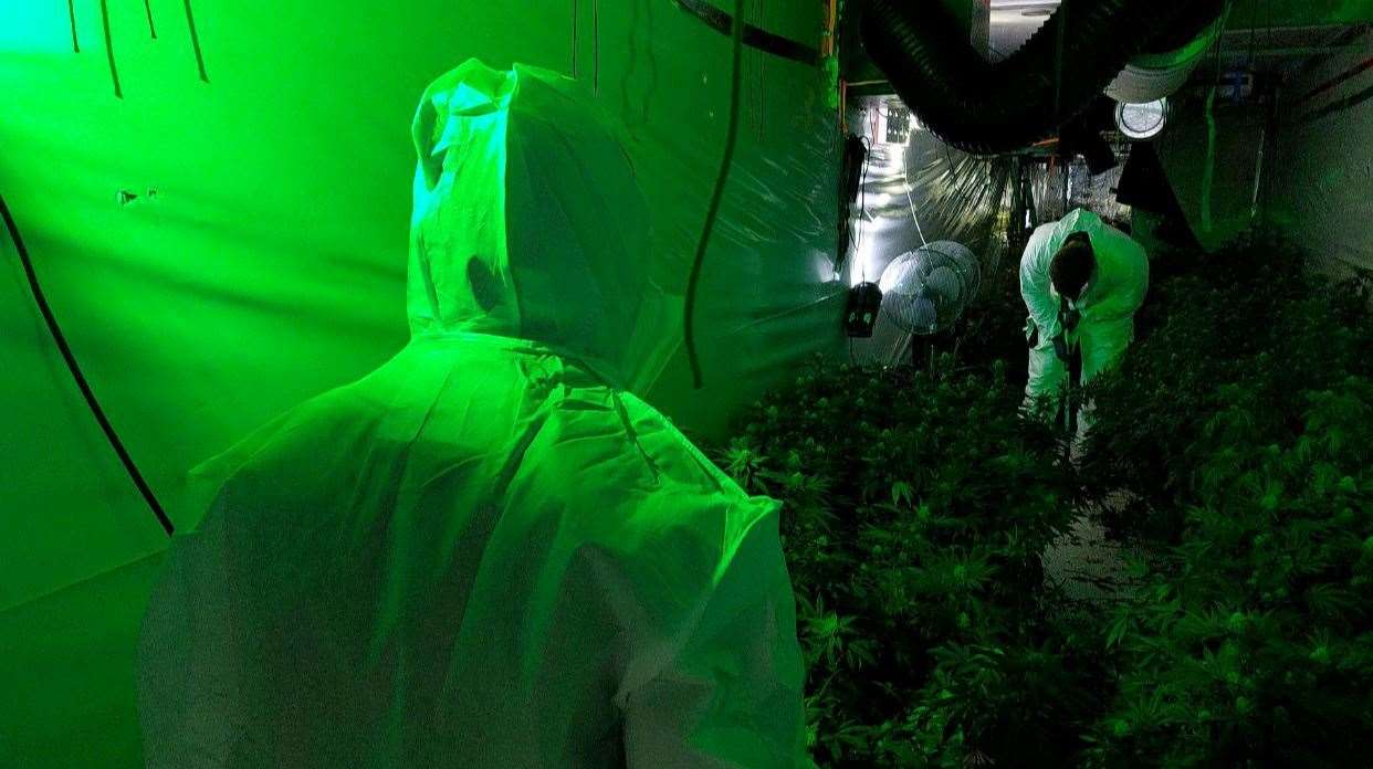 Police found 100s of cannabis plants in two locations in Wisbech.