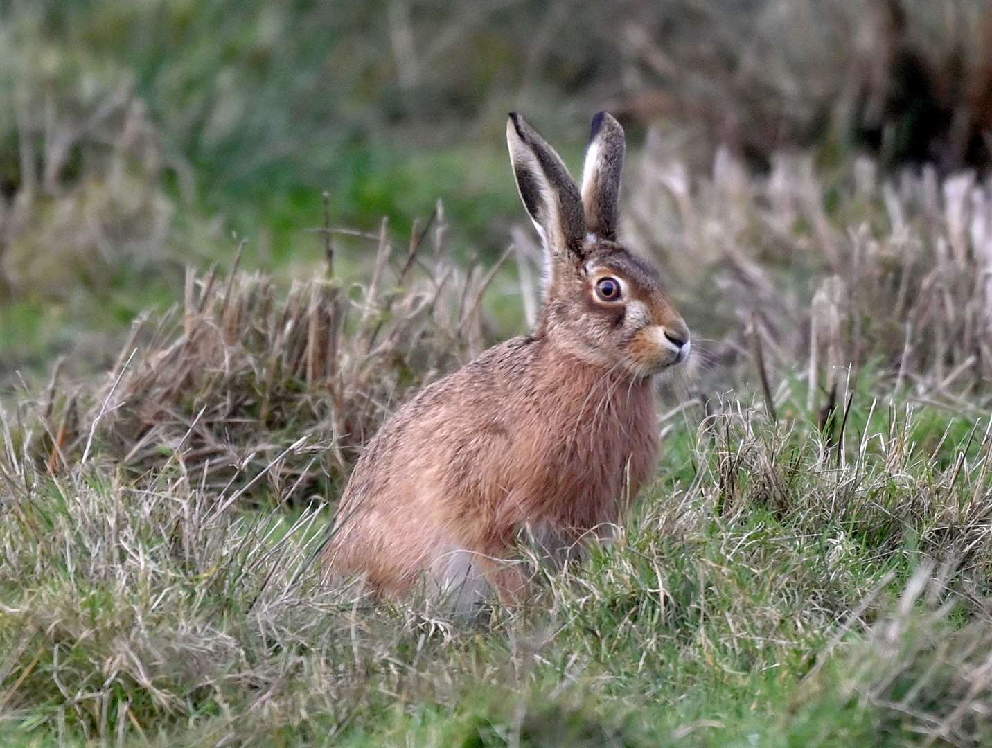 Leigh Marshall Welney Wetland Centre ManagerHares