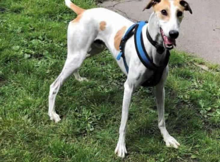 Sampson is one of the many dogs that needs a family home.