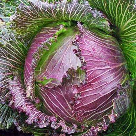 January King cabbage
