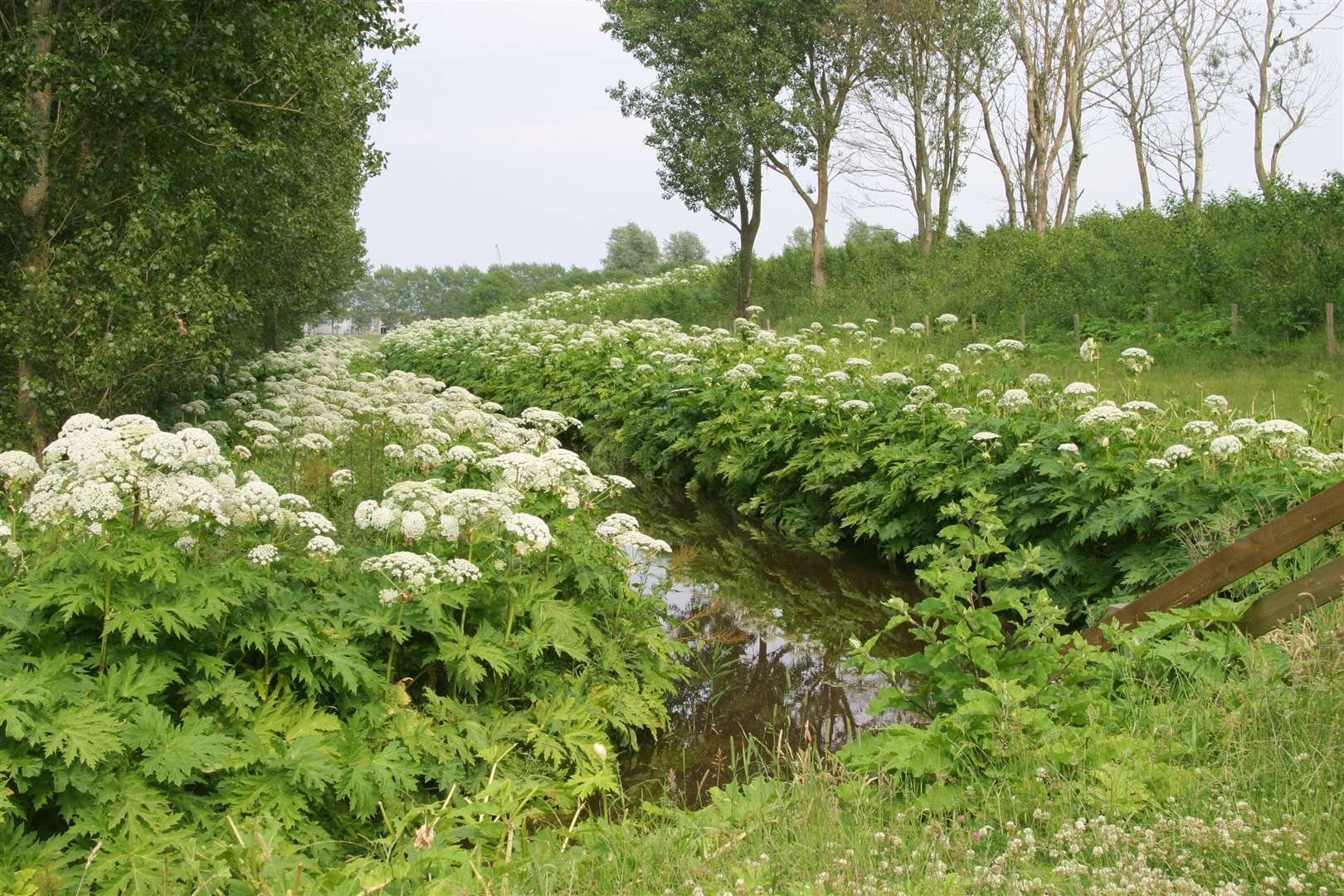 Giant hogweed. Photo: iStock.