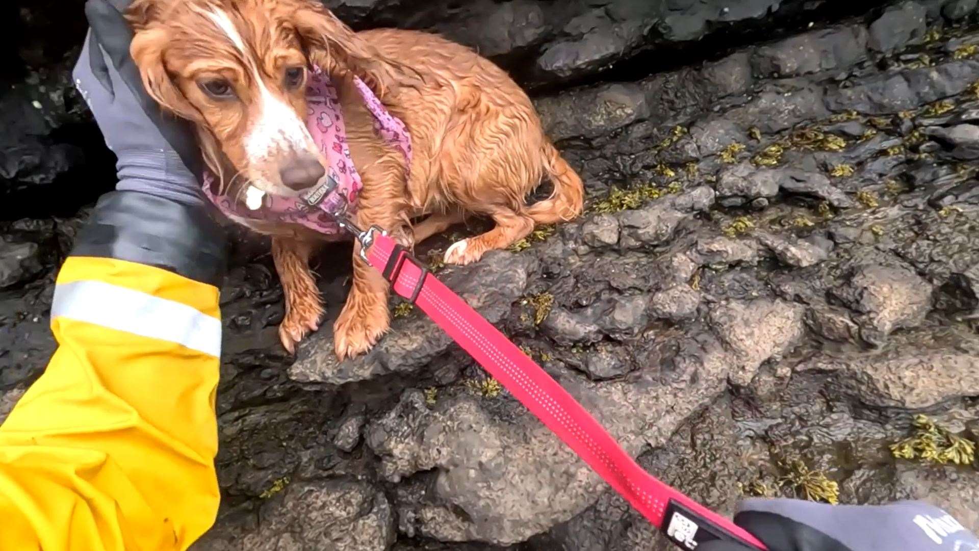 Ember the spaniel being rescued by RNLI volunteers (RNLI/PA)