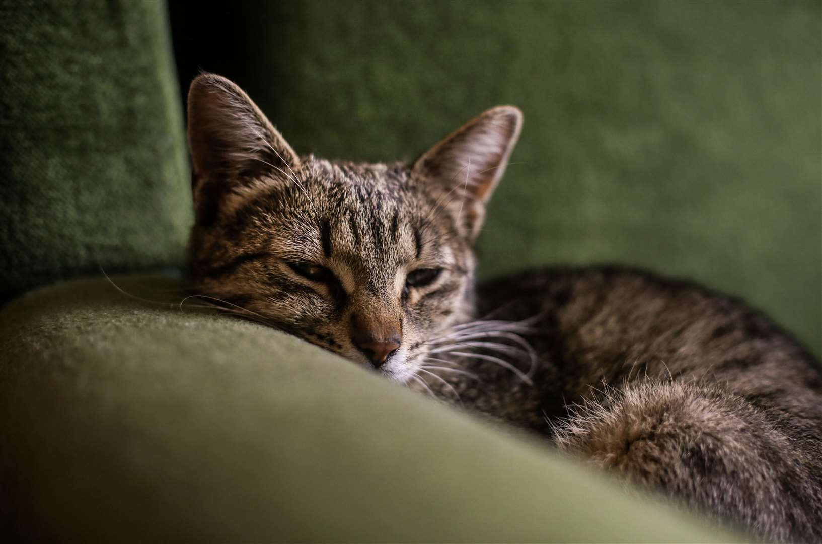 Petsure has used names listed on policies to determine the most popular. Image: iStock.