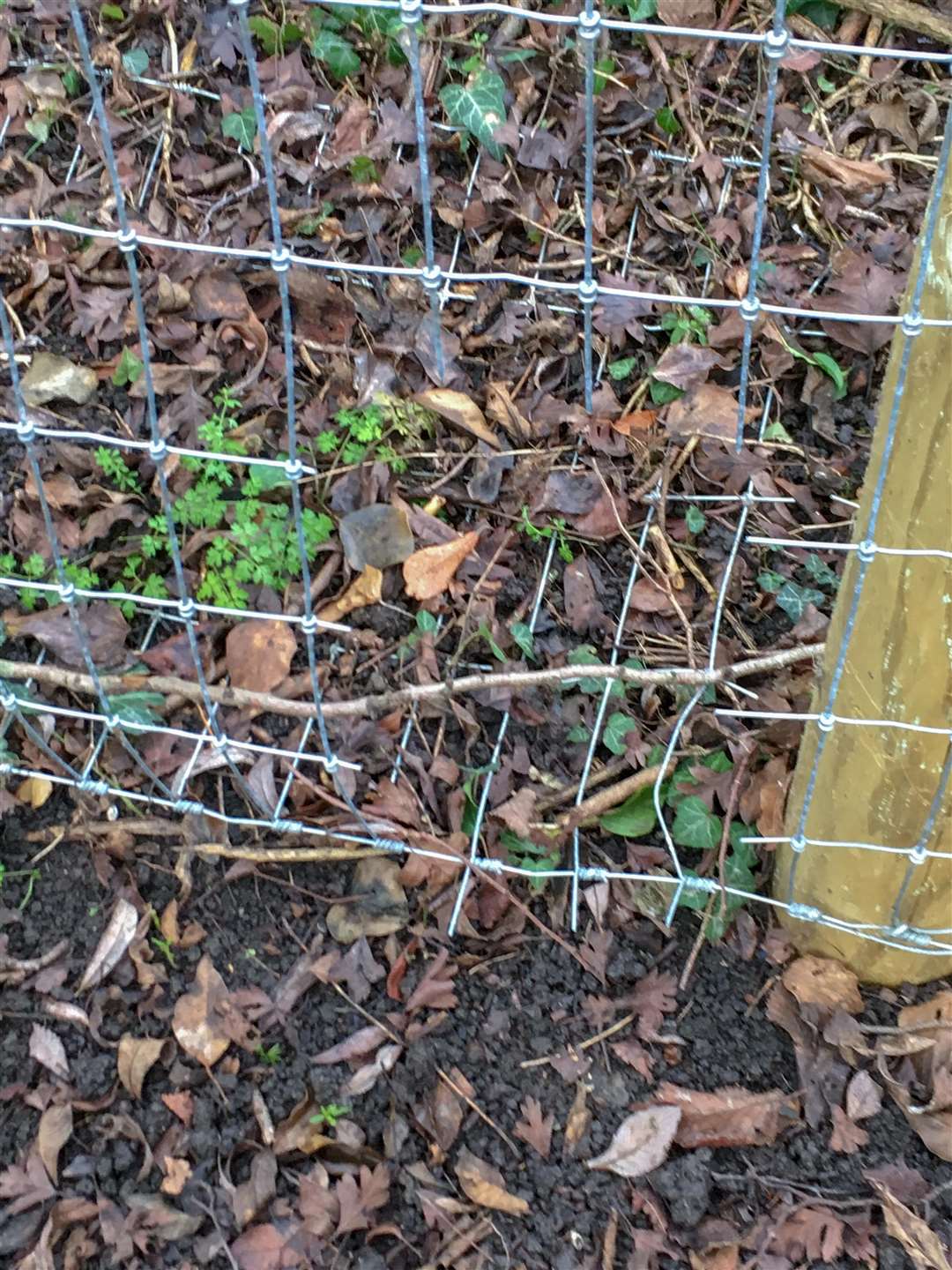 Manea otter fence has been repeatedly vandalised. (6909311)