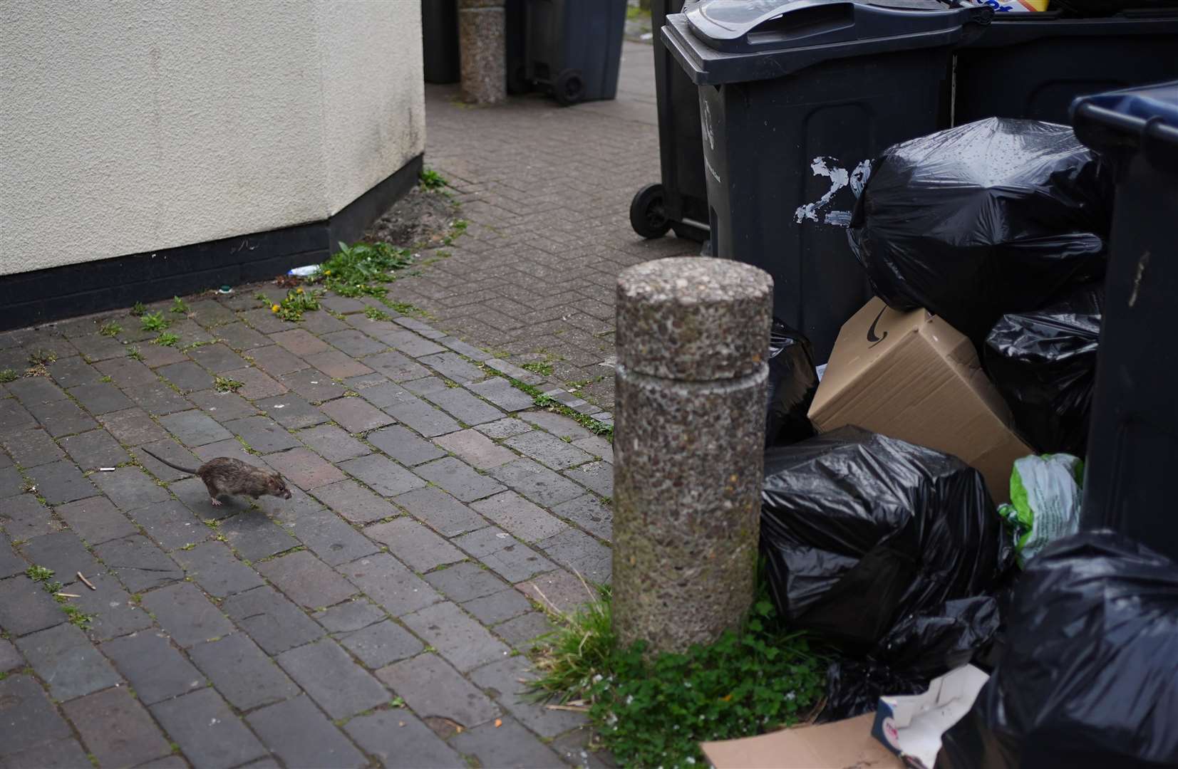 A rat runs towards rubbish bags in Poplar Road in Birmingham (Jacob King/PA)