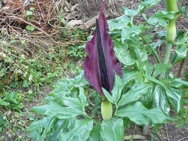 Dragon arum