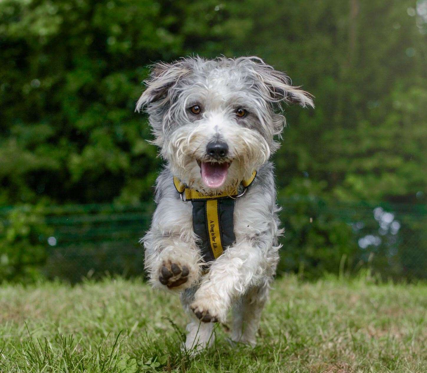 The Dogs Trust has welcomed the new pet theft law