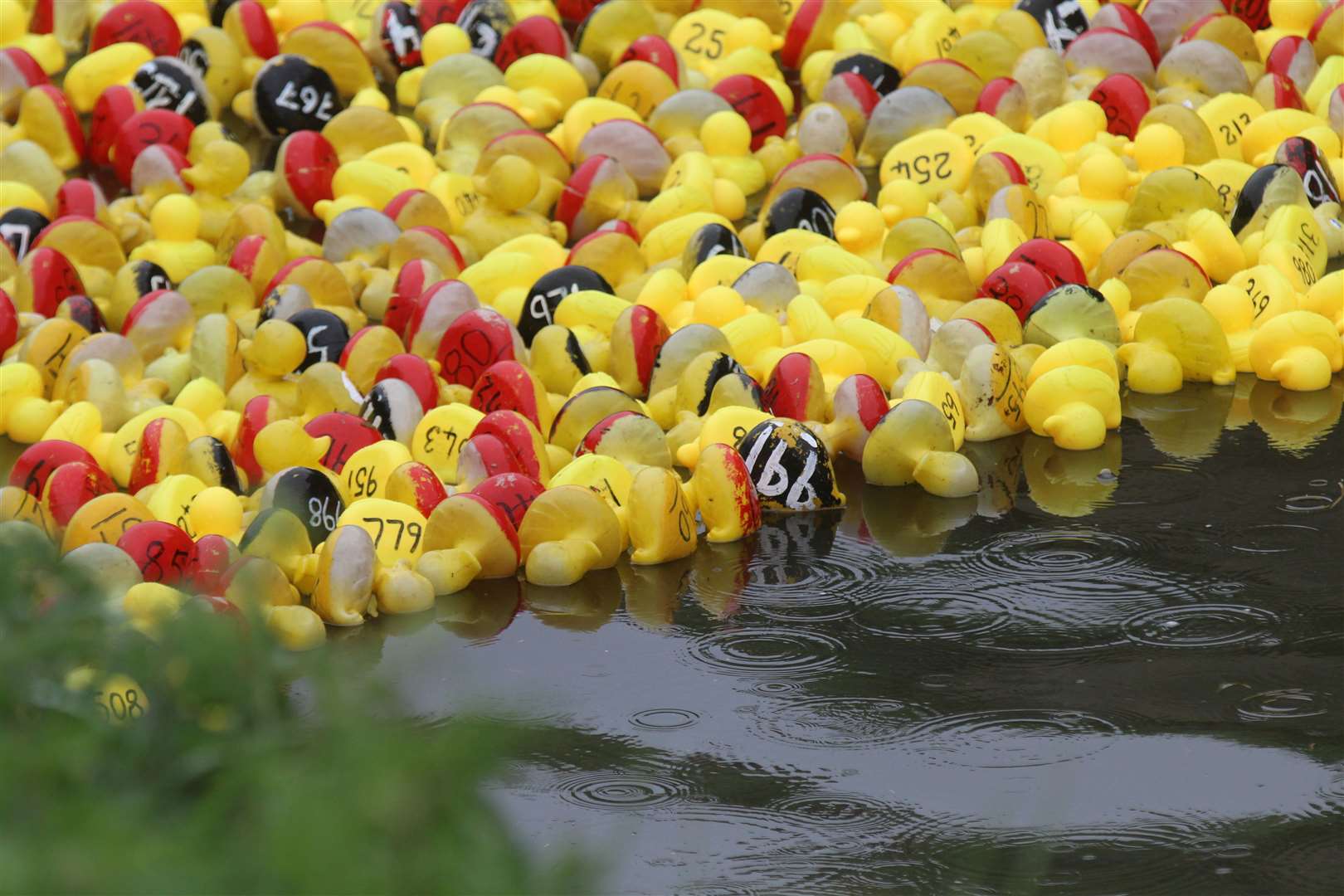 1000 ducks took part in the race. Picture: Robert Windle RWT Photography