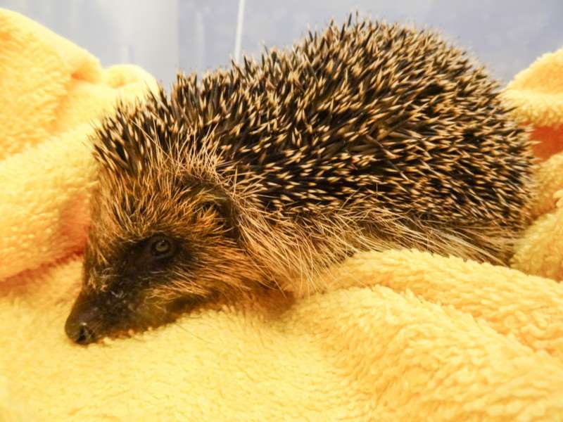 Bob the baby hedgehog had been used as a football by a gang of boys in Wisbech before he was rescued.